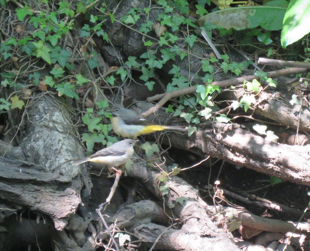 Adult and Juvenile Grey Wagtail